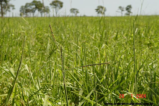 Brizantha Brachiarão Revestida