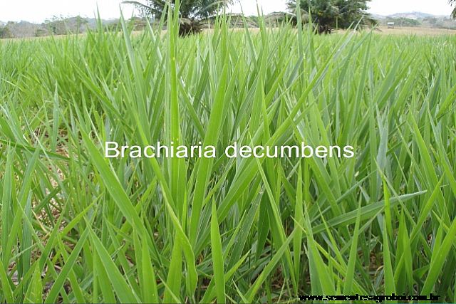 Decumbens