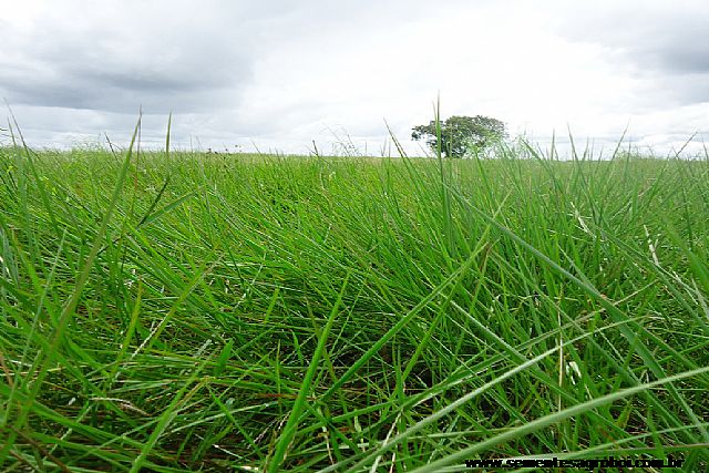 Brachiária Humidícola Llanero