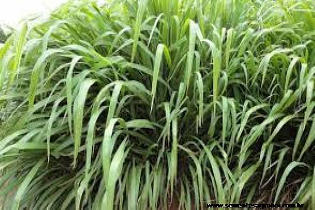 Panicum Maximum Tanzânia 1